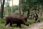 Wild zwijn en fotograaf, Veluwe